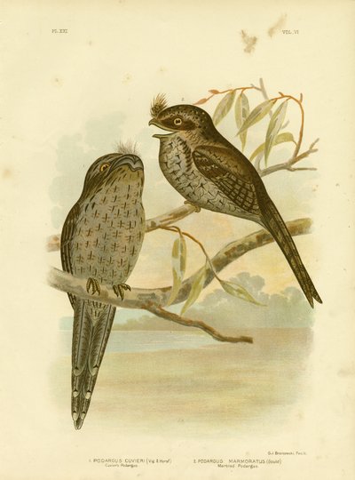 Podargo di Cuvier o Tawny Frogmouth da Gracius Broinowski
